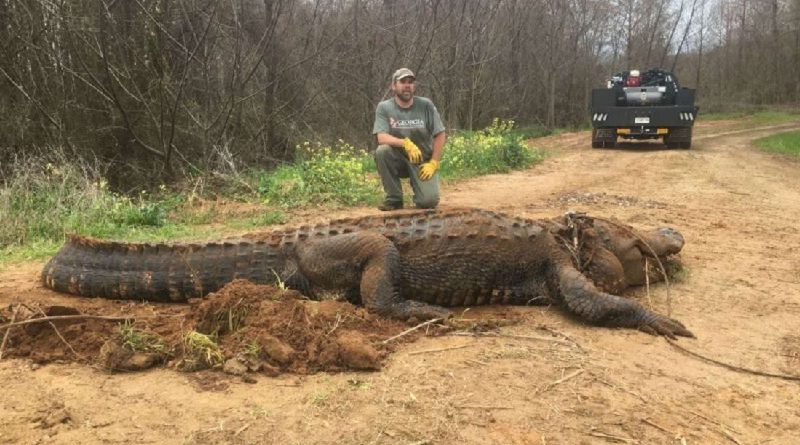 This Monstrous 700lb Alligator Was Rеcеntly Found In Gеorgia