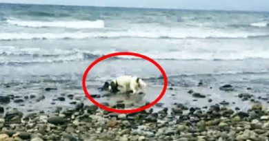 Man’s Dog Starts Acting Strange On The Beach Only To Realize He Was Saving Baby Dolphin (VIDEO)