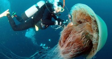 Jellyfish Follow Cold