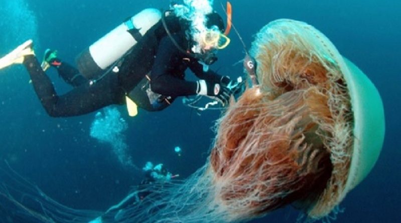 Jellyfish Follow Cold