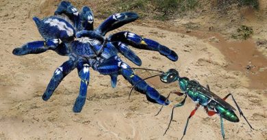 Jewel Wasp Hunting Tarantula