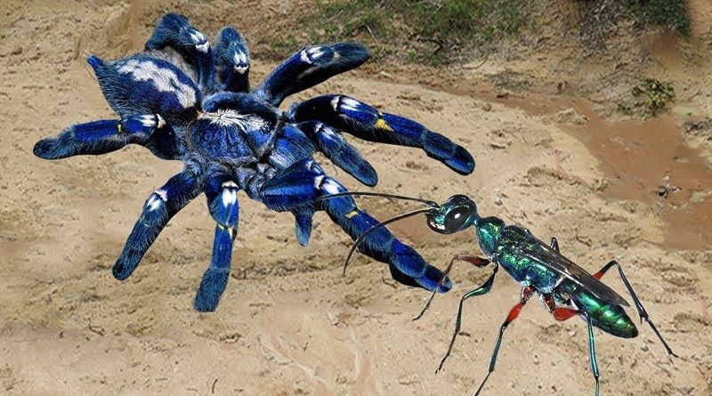 Jewel Wasp Hunting Tarantula