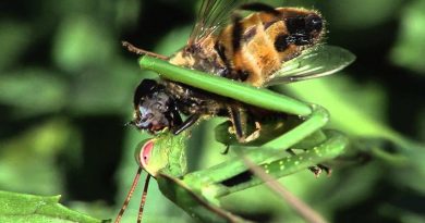 Praying Mantis Eats Fly