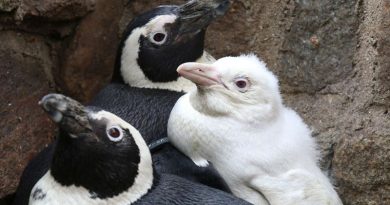 Penguin Polish Zoo