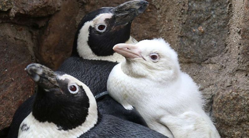 Penguin Polish Zoo