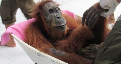 Sumatran Orangutan