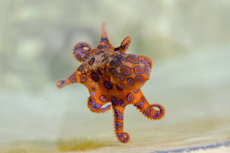 The Blue-Ringed Octopus Is One Of The World’s Deadliest Creatures