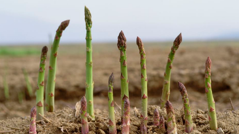 Asparagus