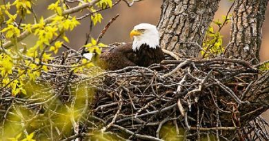 Nests of a Bald Eagle