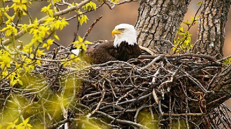 Nests of a Bald Eagle