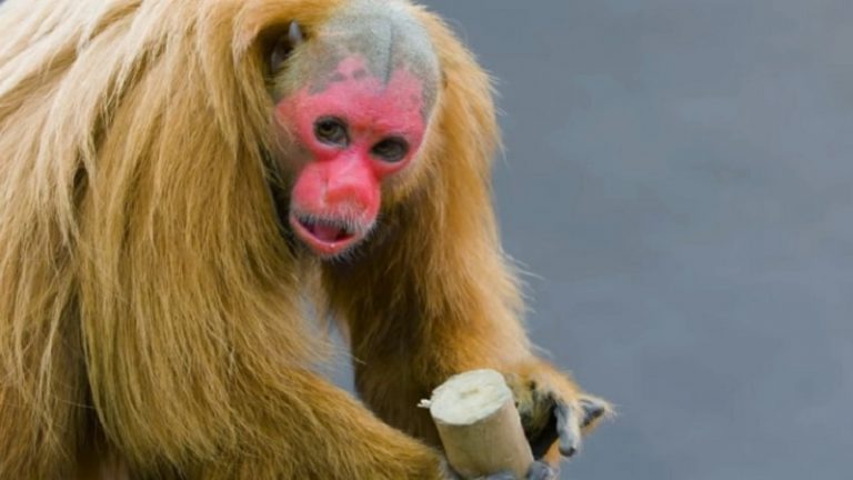 Meet The Bald Uakari Monkey Red Faced Hairless And Handsome VIDEO   1 86 768x432 