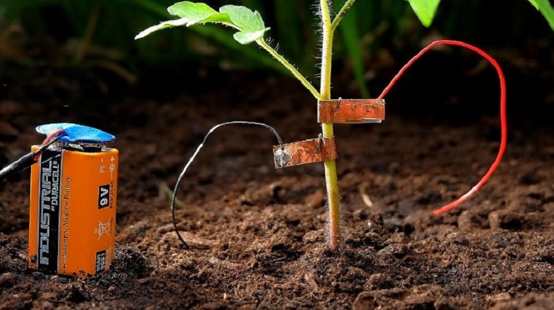 how-to-keep-snails-from-eating-your-tomato-plants-using-battery-powered