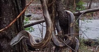 Huge snake in Tennessee