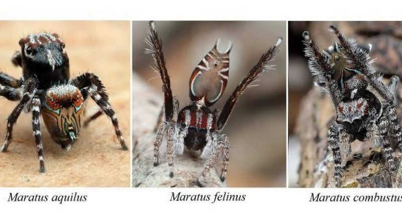 Terrifying Spiders In Australia