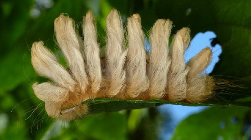 The Incredible Caterpillars