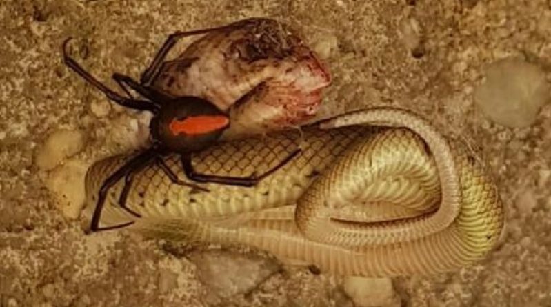 Redback Eats Baby Snake