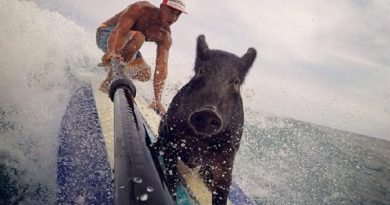 Rescue Pig Surfing