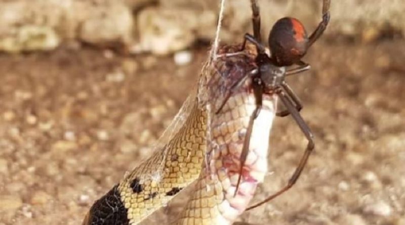 Redback Spider Eats Snake