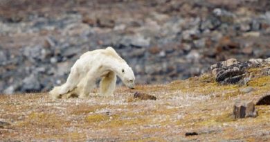 Starving Bear