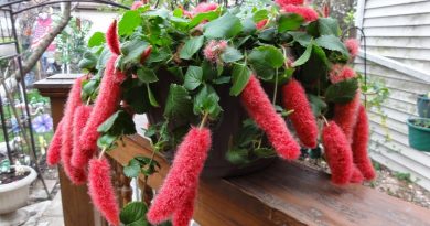 Chenille Plants