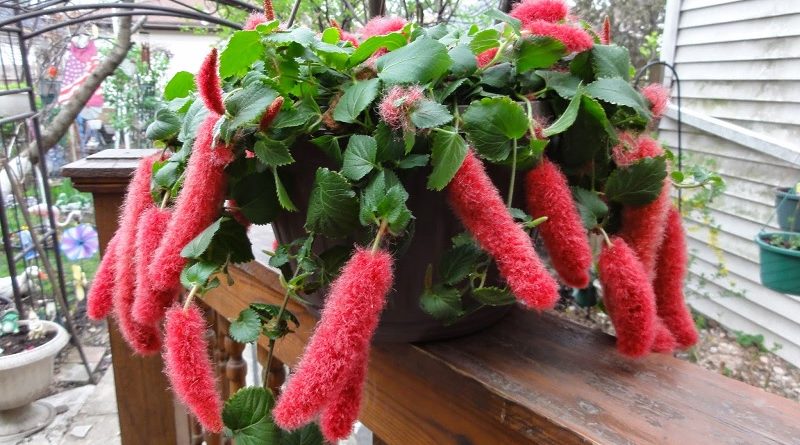 Chenille Plants