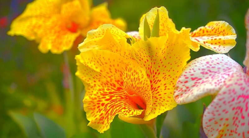 Canna Lily Care