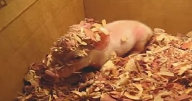 Piglet Waking Up