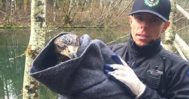 eagle wing rescued