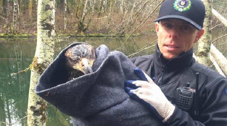 eagle wing rescued