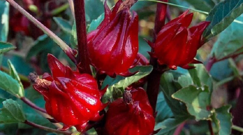 Roselle Flower Seeds