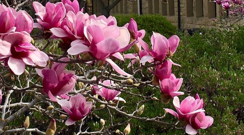 Magnolia