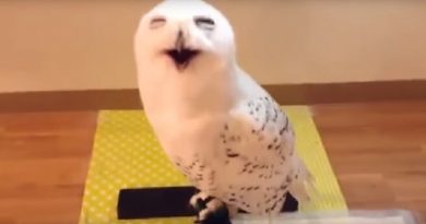 Laughing Owl