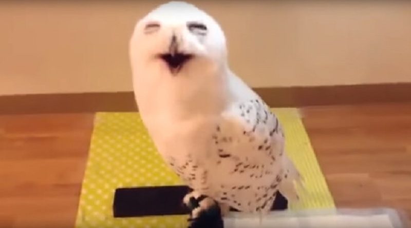 Laughing Owl