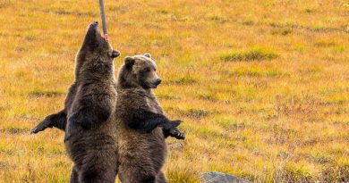 wild grizzly bears