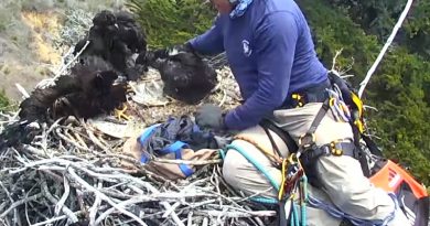 Huge Bald Eagle Nest