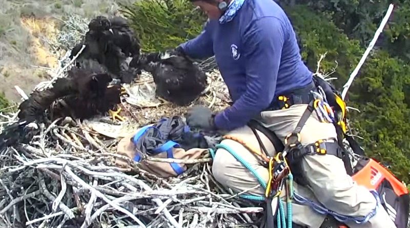 Huge Bald Eagle Nest