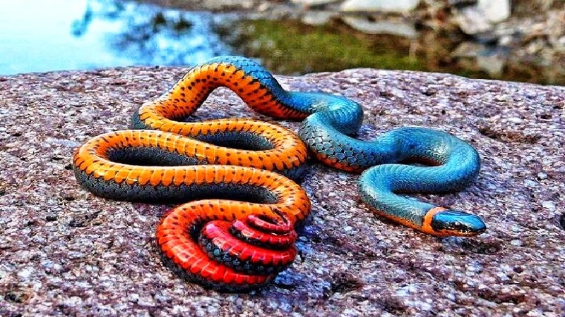 The Ring-Necked Snake (Diadophis Punctatus)