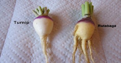 Turnips and Rutabagas