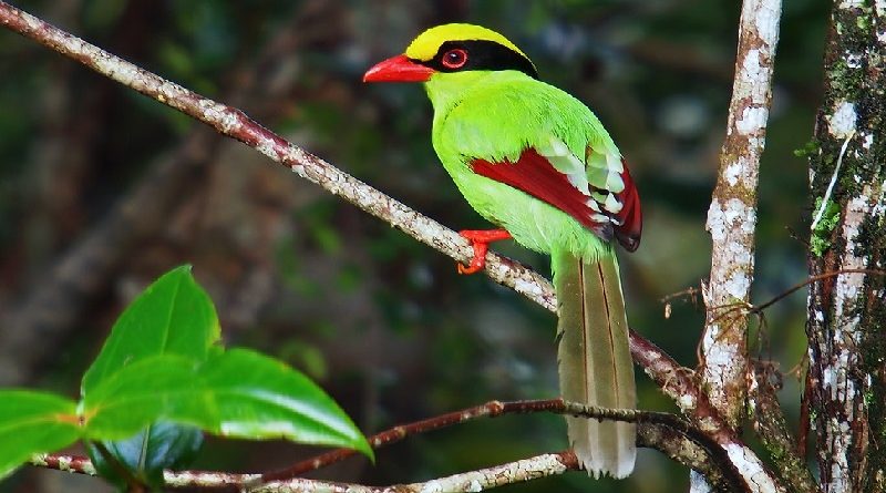 Vivid Green Magpie