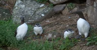 Guillemots Jump