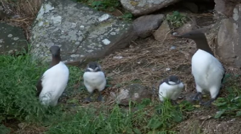 Guillemots Jump