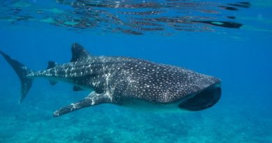 Whale Sharks