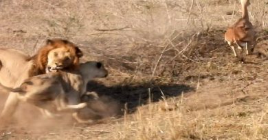 Watch: Lion Hunts Don’t Always Go To Plan