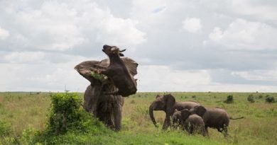 Elephant Flinging