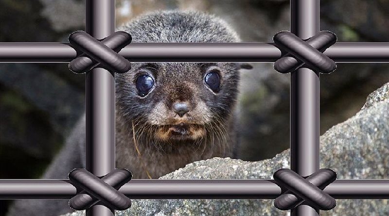 baby seal arrested