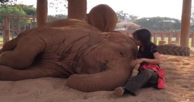 Serenades Elephant Sleep