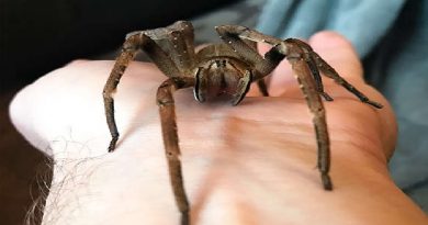 Most Venomous Spider