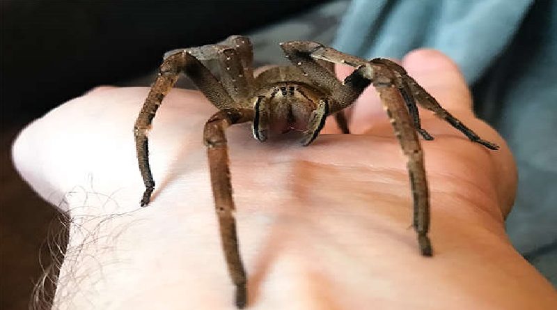 Most Venomous Spider