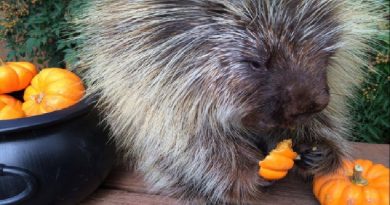 porcupine excitement