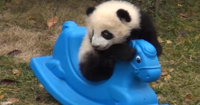 fluffy baby panda